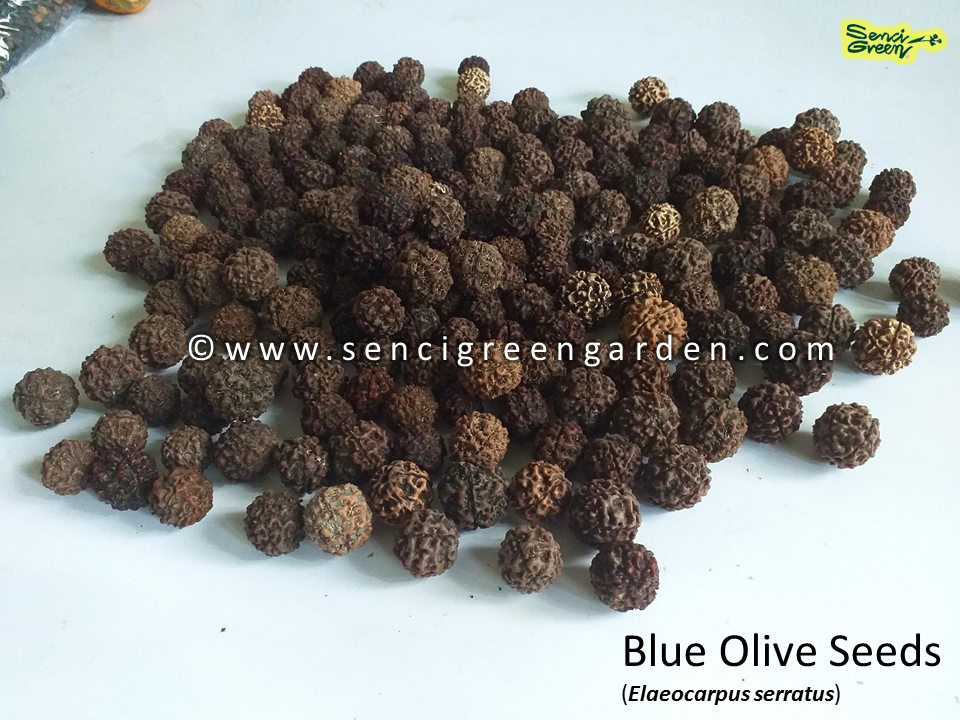 Blue Olive Seeds (Elaeocarpus serratus) Fruit x05 seeds