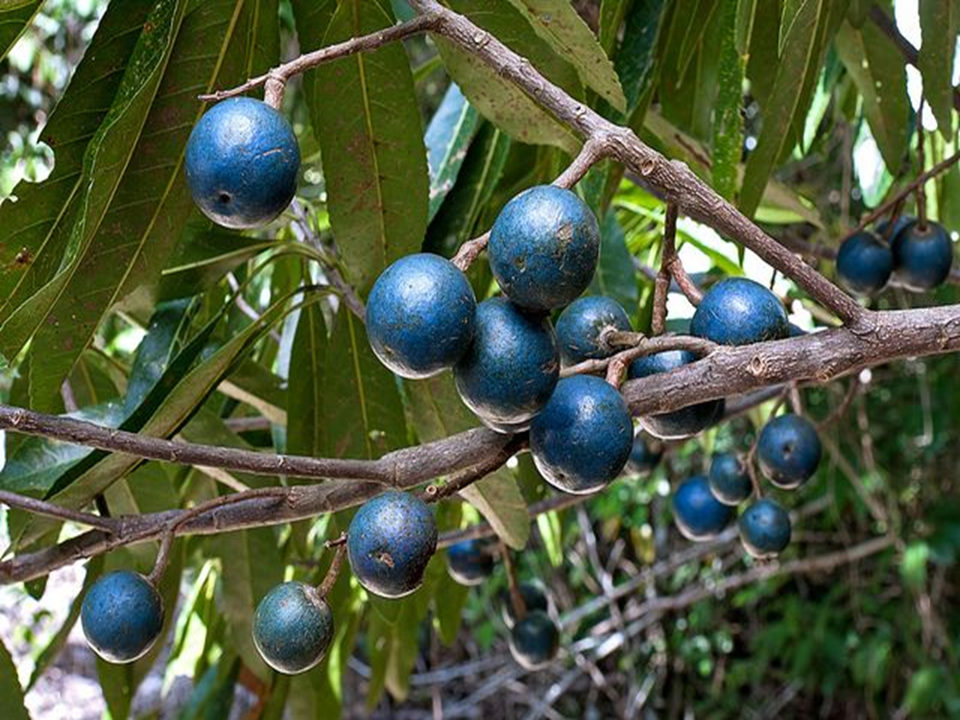 Blue Olive Seeds (Elaeocarpus serratus) Fruit x05 seeds