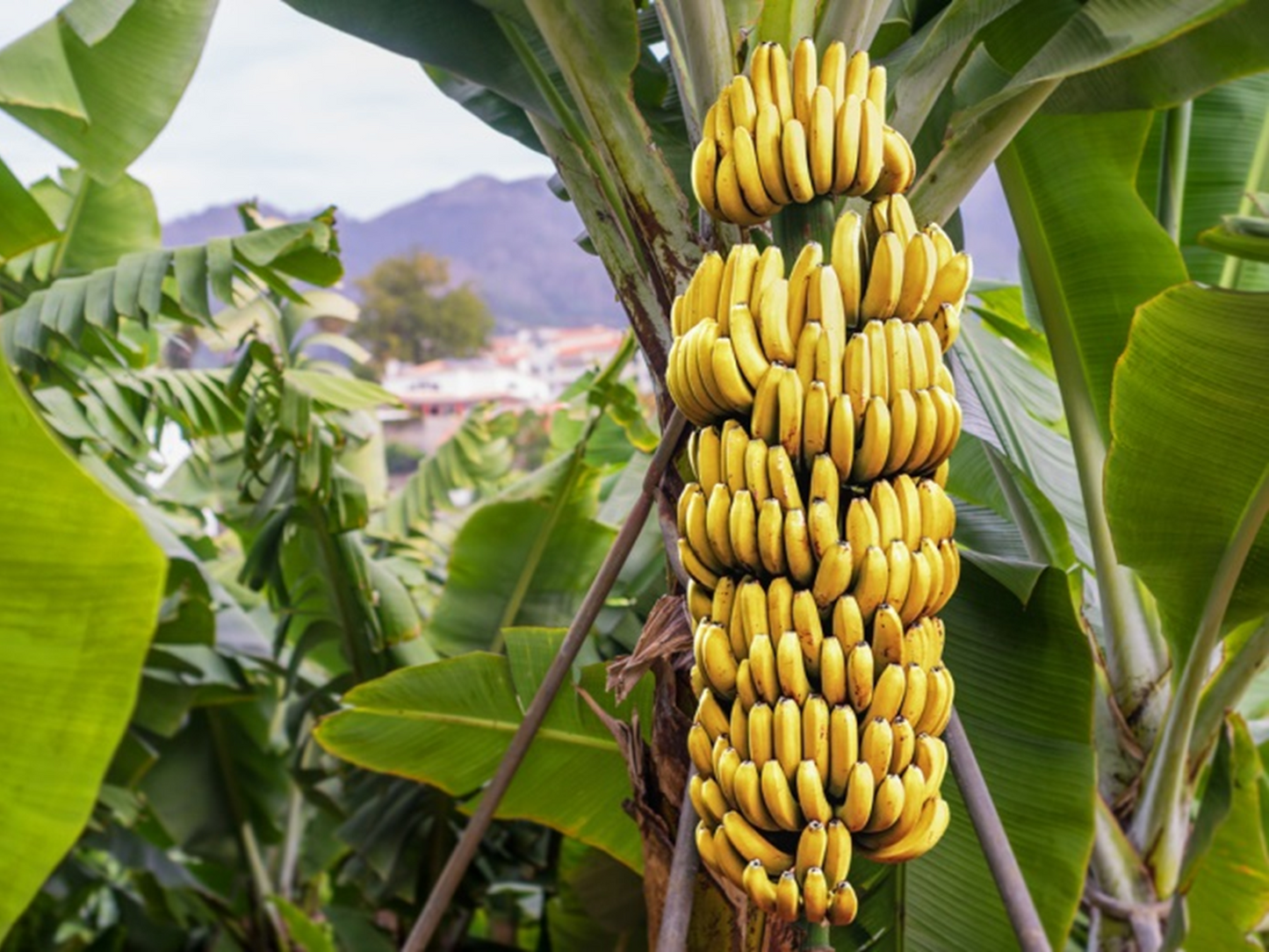 Musa acuminata plant