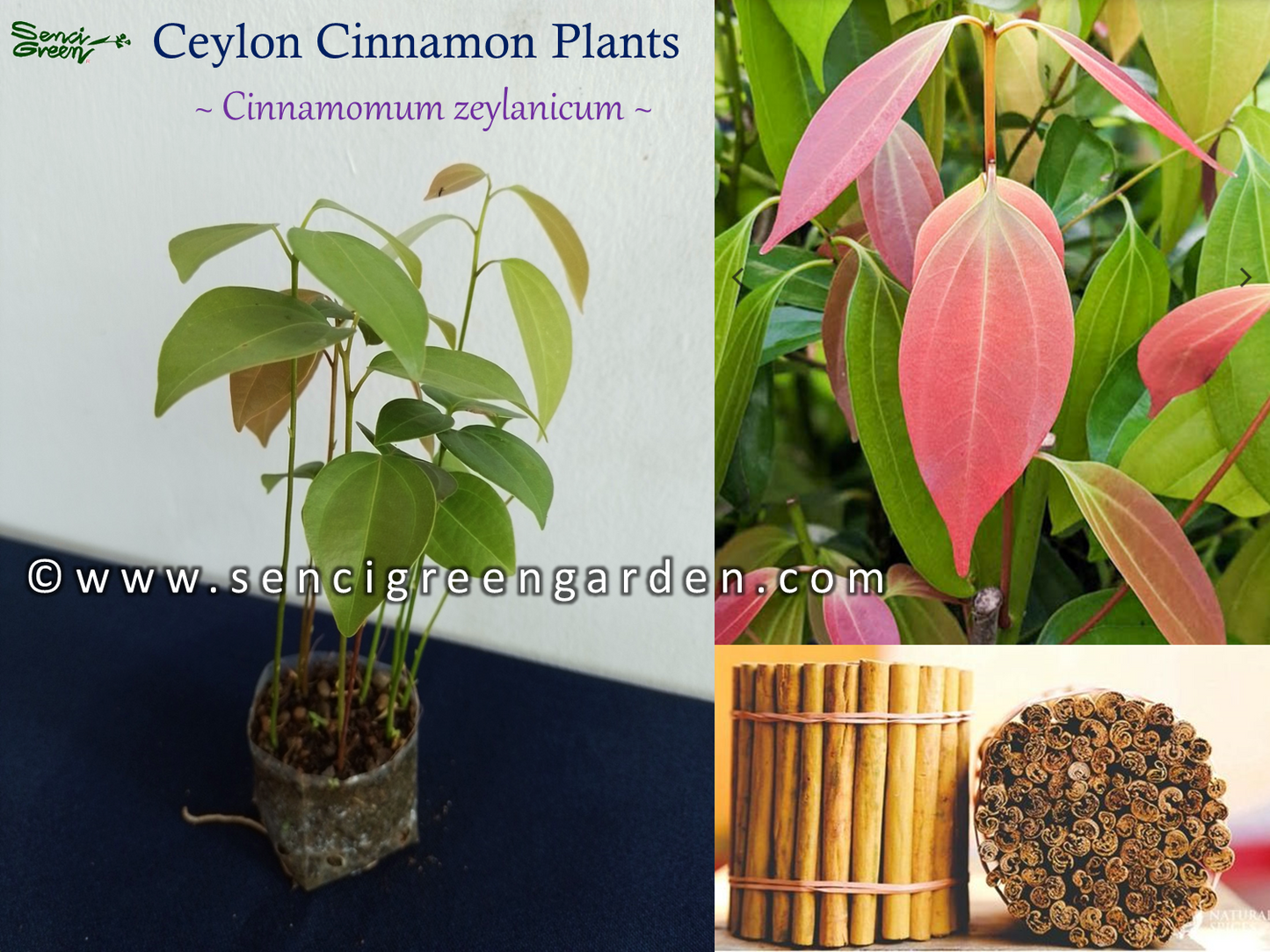 Cinnamon Plants (Cinnamomum zeylanicum) 10 plants