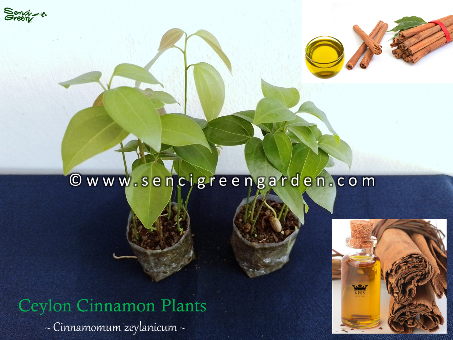 Cinnamon Plants (Cinnamomum zeylanicum) 10 plants