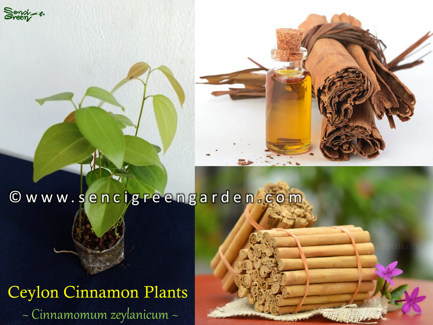 Cinnamon Plants (Cinnamomum zeylanicum) 10 plants