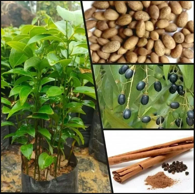 Ceylon cinnamon seeds, Cinnamomum zeylanicum