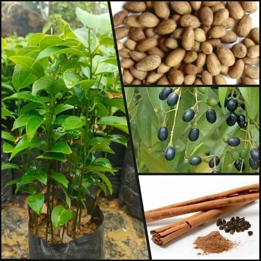 Ceylon cinnamon seeds, Cinnamomum zeylanicum