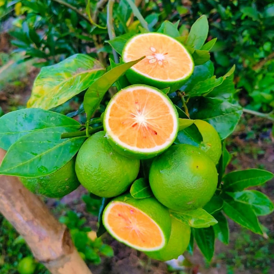 Sweet Orange Seeds (Citrus sinensis) x25 Seeds