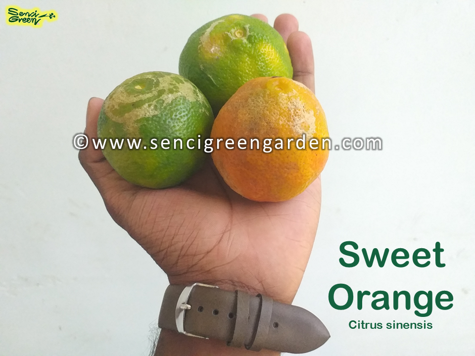 Sweet Orange Seeds (Citrus sinensis) x25 Seeds