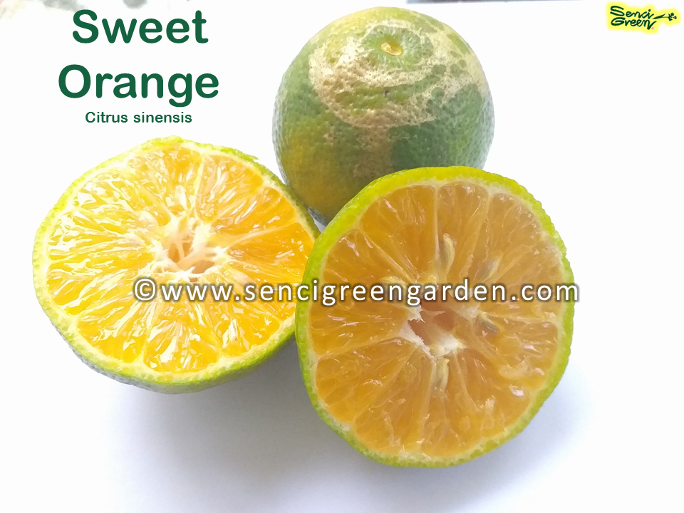 Sweet Orange Seeds (Citrus sinensis) x25 Seeds