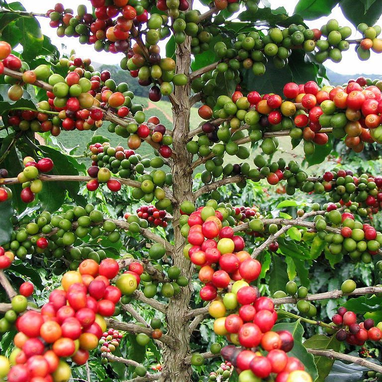 Coffee Seeds (Coffea arabica) 