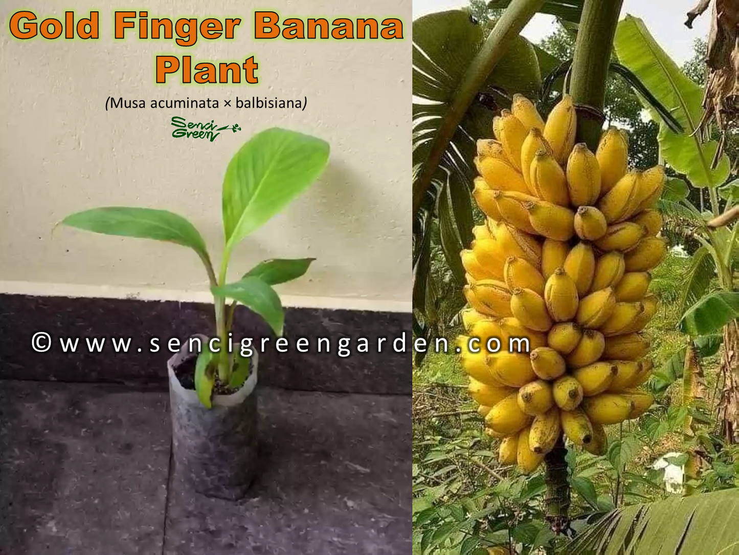 Gold finger banana tissue culture plant