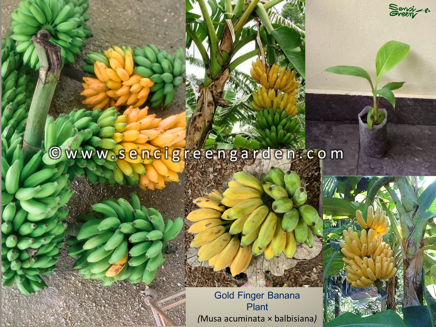 Gold finger banana tissue culture plant