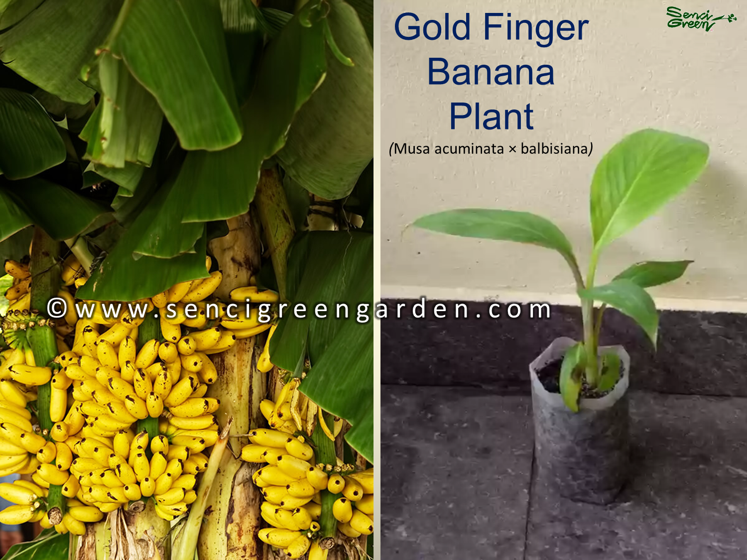 Gold finger banana tissue culture plant