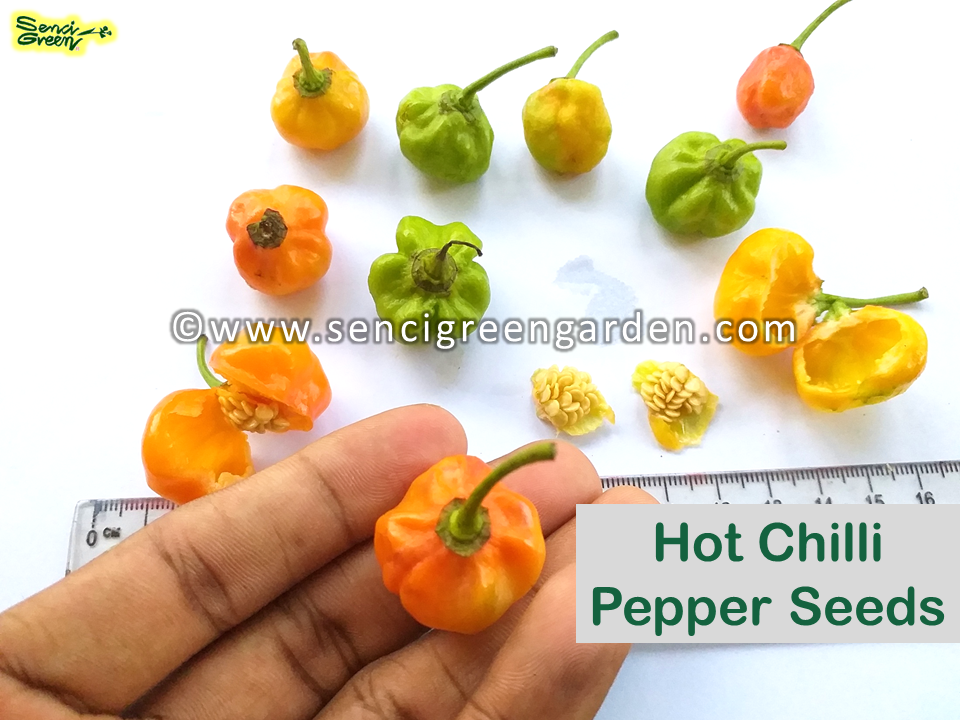 TRINIDAD SCORPION' Hot Chilli Pepper x25 Seeds