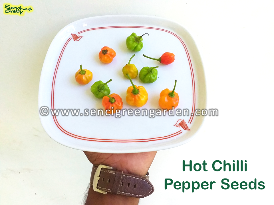 TRINIDAD SCORPION' Hot Chilli Pepper x25 Seeds