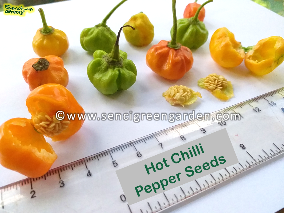 TRINIDAD SCORPION' Hot Chilli Pepper x25 Seeds