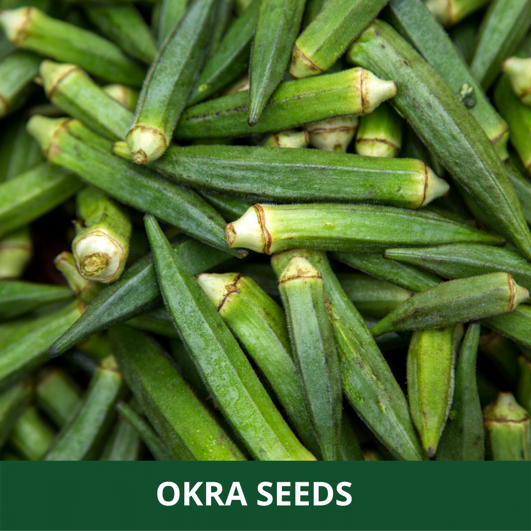 Okra Seeds, Lady Finger Seeds, Fresh Vegetable Seeds – Pack of 25+ Seeds