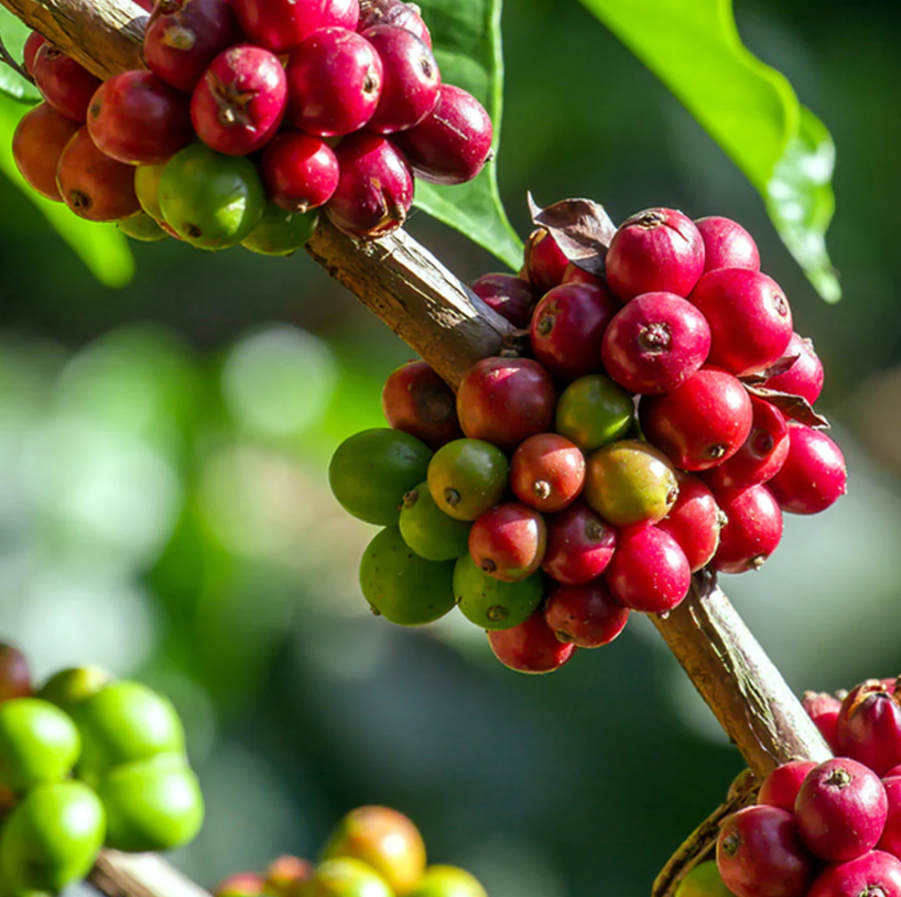 Coffee Seeds (Coffea arabica)