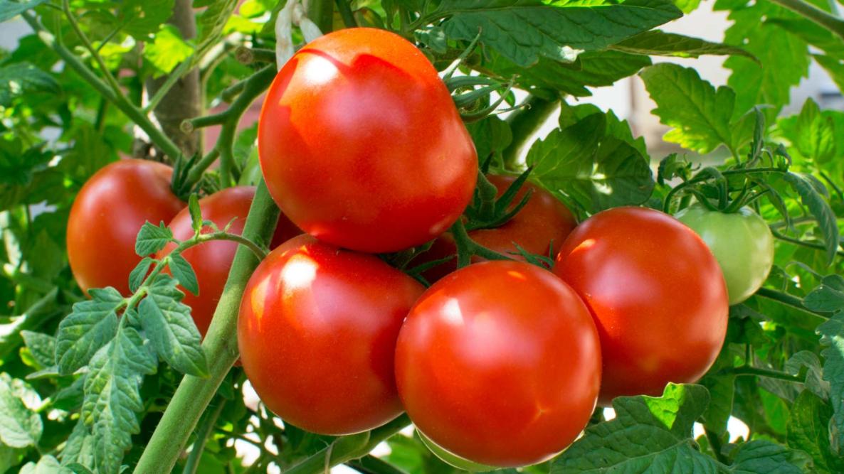 Round Tomato Seeds 25+ seeds