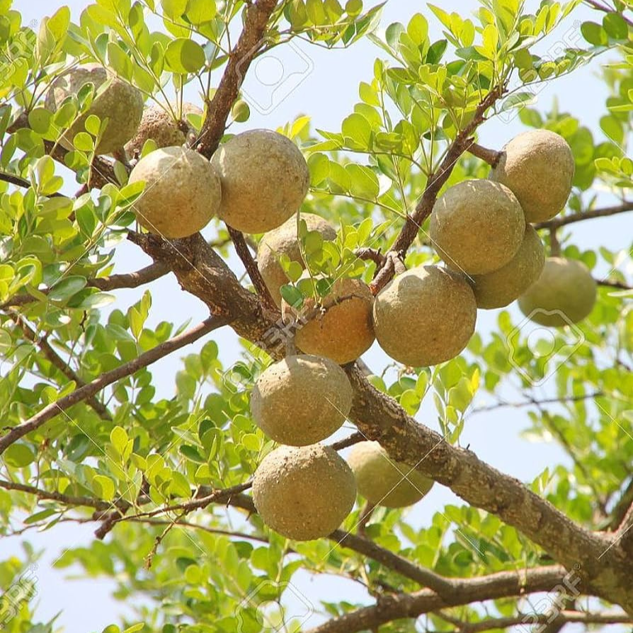 Wood apple seeds (Limonia acidissima) fresh x50 seeds